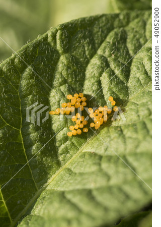 Colorado potato beetle eggs eat potato leaves, 49052900