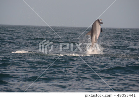 海豚跳! 海豚跳! 49053441