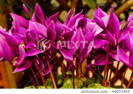 Cyclamen petal pink Cyclamen petal pink 49053444