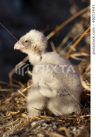 Lesser kestrel, breeding, Falco naumanni Lesser kestrel, breeding, Falco naumanni 49053445