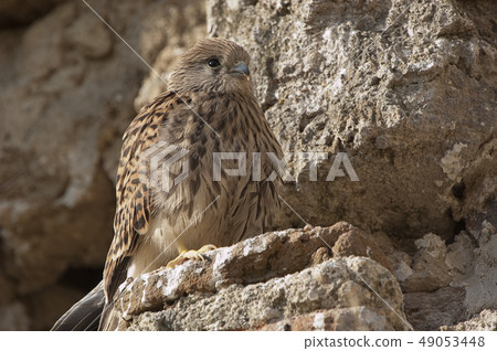 Lesser kestrel, female, Falco naumanni Lesser kestrel, female, Falco naumanni 49053448