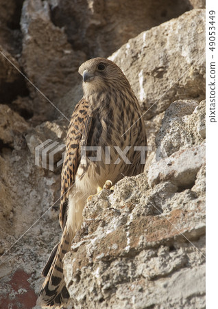 Lesser kestrel, female, Falco naumanni Lesser kestrel, female, Falco naumanni 49053449
