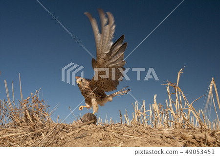 Lesser kestrel, female, hunting a mouse, Falco 49053451