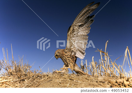 Lesser kestrel, female, hunting a mouse, Falco Lesser kestrel, female, hunting a mouse, Falco 49053452