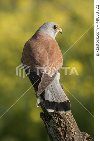 Lesser kestrel, male, Falco naumanni Lesser kestrel, male, Falco naumanni 49053522