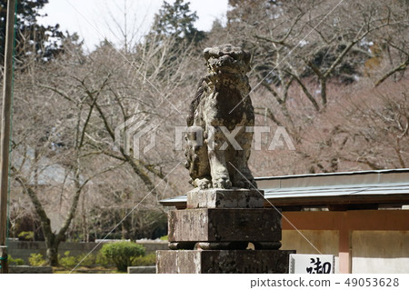 [Shikoku 36 Fudo Sacred Ground] No. 4 Komainu Aun in front of the main shrine of Hashikura Temple, Miyoshi City, Tokushima Prefecture 49053628