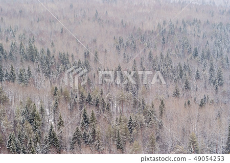 background, landscape - snowy winter forest background, landscape - snowy winter forest 49054253