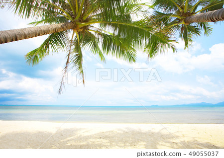 tropic leaf 49055037