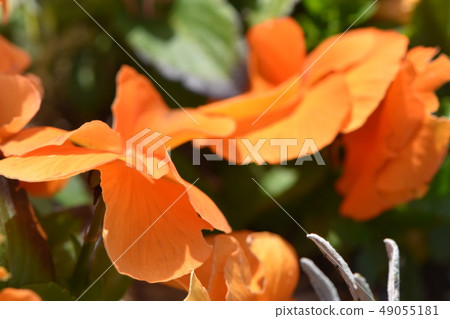 A flower of frarie shining in the blue sky of spring 49055181