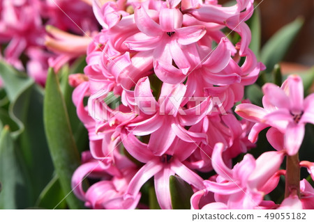 A flower of frarie shining in the blue sky of spring 49055182