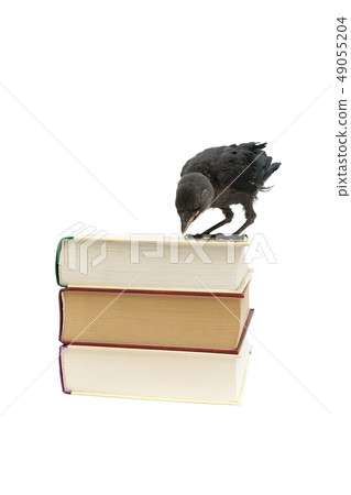 dawgawn chick sitting on a stack of books dawgawn chick sitting on a stack of books 49055204
