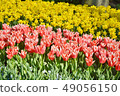 Tulip in Keukenhof Park 49056150