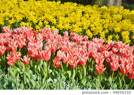 Tulip in Keukenhof Park Tulip in Keukenhof Park 49056150