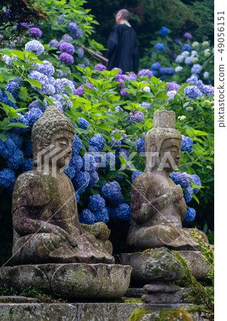 Hydrangea and stone Buddha Hydrangea and stone Buddha 49056151