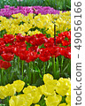 Tulip in Keukenhof Park 49056166