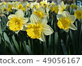 Narcissus in Keukenhof park 49056167