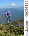 Mt. Ibuki: Ibukitrikabuto 49056169