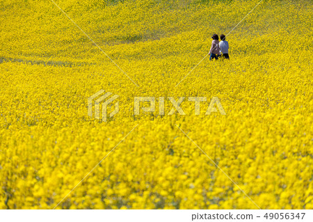 Tonami plateau rape flower Tonami plateau rape flower 49056347