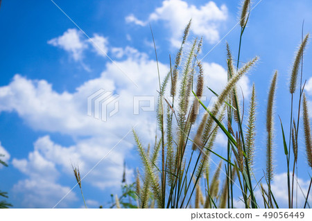 Pennisetum flowers with blue skies at sunny day 49056449