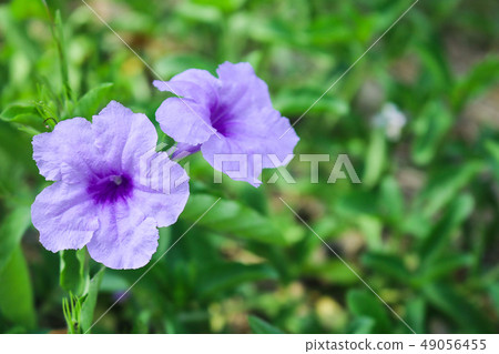 Close up blooming purple flowers of Minnieroot. 49056455