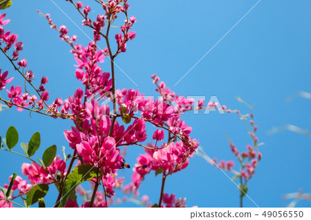 Beautiful flowering pink Coral Vine with blue sky 49056550