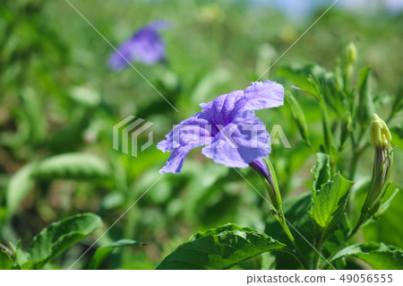 Close up blooming purple flowers of Minnieroot. 49056555