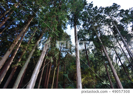 Egawa Hinoki Forest Egawa Hinoki Forest 49057308