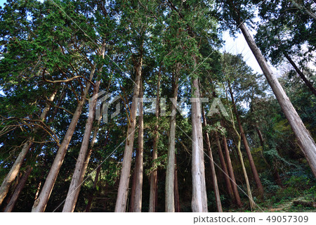 Egawa Hinoki Forest 49057309