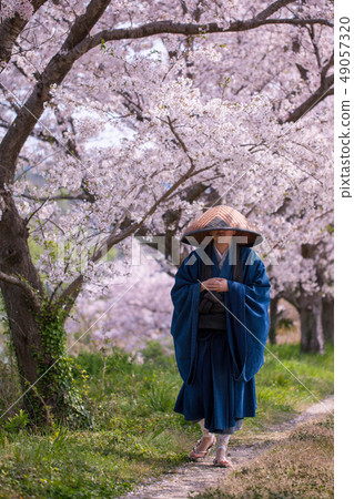 Monk and cherry blossom Monk and cherry blossom 49057320