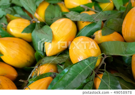 yellow tropical fruit of canistel 49058978