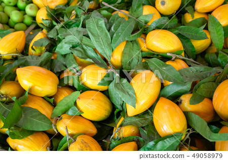 yellow tropical fruit of canistel yellow tropical fruit of canistel 49058979