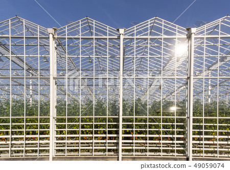 Tomato Greenhouse Maasdijk 49059074