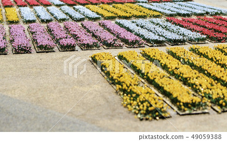 Miniature dutch tulip field Miniature dutch tulip field 49059388