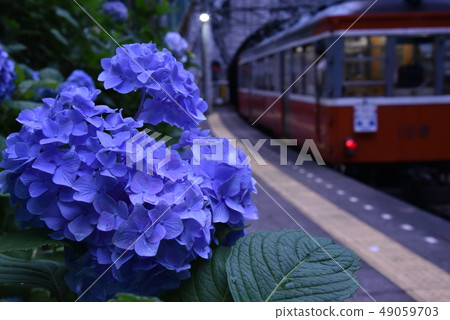 hydrangea   49059703