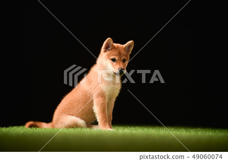 Shiba Inu 49060074