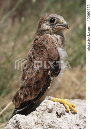Lesser kestrel, breeding, Falco naumanni 49060423