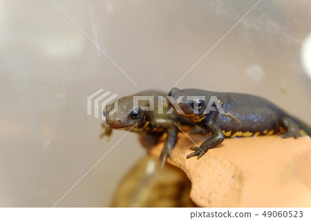 Children of Akaharaimori 49060523