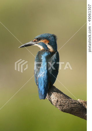 Kingfisher (Alcedo atthis) perched 49061307