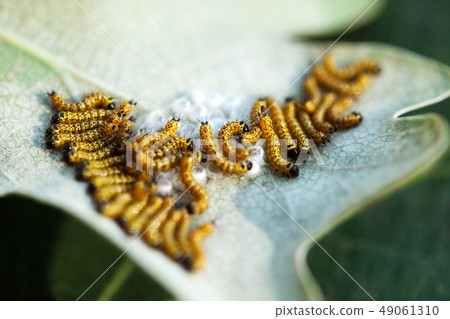 On the leaf hatched caterpillars 49061310