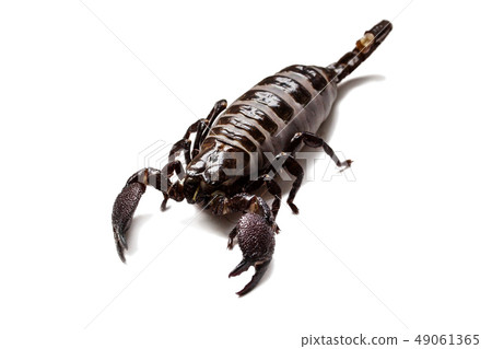 Thick scorpion on a white background Thick scorpion on a white background 49061365
