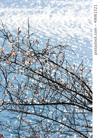 Landscape photo Plant Early spring White plum blossoms of Yamanakako White plum blossoms and rippling lake of Yamanakako Early white plum blossoms Landscape photo Plant Early spring White plum blossoms of Yamanakako White plum blossoms and rippling lake of Yamanakako Early white plum blossoms 49061521