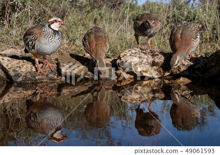 The red-legged, Alectoris rufa, family drinking The red-legged, Alectoris rufa, family drinking 49061593
