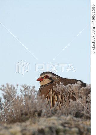 The red-legged, Alectoris rufa, resting The red-legged, Alectoris rufa, resting 49061599