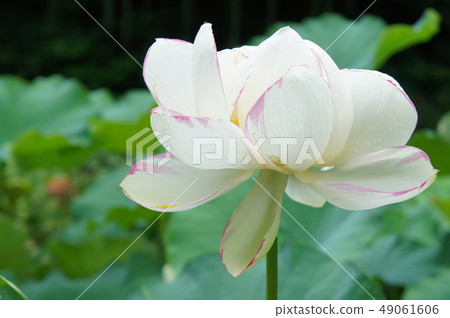 Lotus of Lotus Festival in Yamaga City, Kumamoto Prefecture 49061606