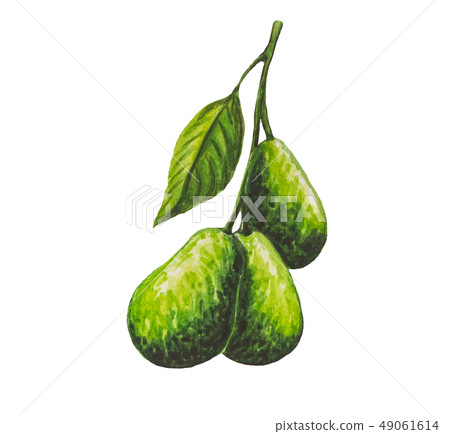 Avocado painting.Painted with watercolor. Avocado painting.Painted with watercolor. 49061614