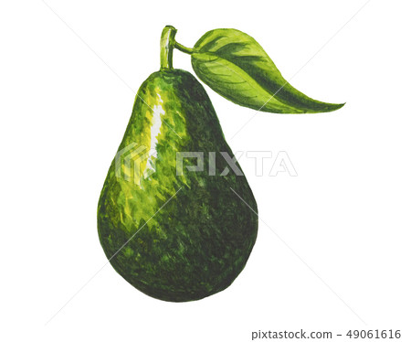 Avocado painting.Painted with watercolor. Avocado painting.Painted with watercolor. 49061616