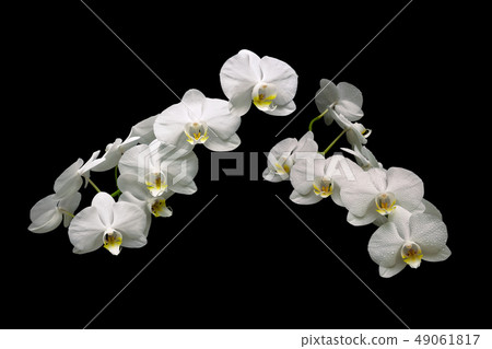 white orchid on a black background white orchid on a black background 49061817