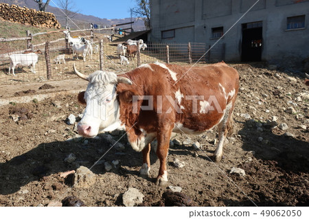 Cow  49062050