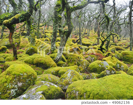 Black-a-Tor Copse oak woodland with green lichens and mosses, Dartmoor National Park, Devon, UK Black-a-Tor Copse oak woodland with green lichens and mosses, Dartmoor National Park, Devon, UK 49062136