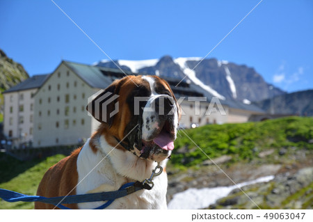 Saint Bernard dog and Grand-Saint-Bernards-France, Italy Saint Bernard dog and Grand-Saint-Bernards-France, Italy 49063047